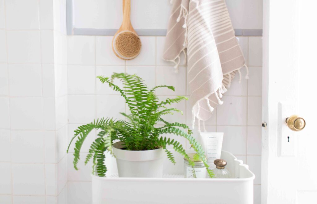 Boston Fern Care Guide How to Grow Beautiful Ferns Indoors