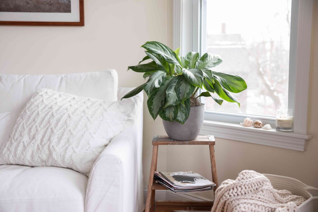 Indoor Spaces with Stunning Spotted Evergreen Plants in Hyderabad