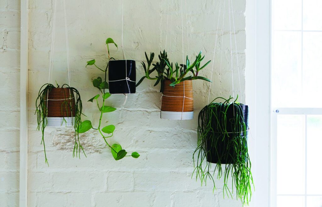 Indoor Goosefoot Plant: Benefits, Care & Setup for Modern Homes