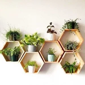 Indoor Goosefoot Plant: Benefits, Care & Setup for Modern Homes