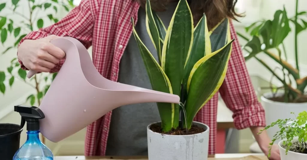 Indoor Plant for Hyderabad Homes Ultimate Guide to Snake Plants