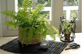 Boston Fern Care Guide How to Grow Beautiful Ferns Indoors