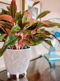 Lipstick Aglaonema: Stylish, Low-Light Indoor Plant for Hyderabad Homes