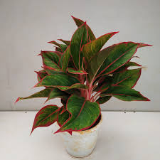 Lipstick Aglaonema: Stylish, Low-Light Indoor Plant for Hyderabad Homes