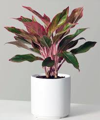 Lipstick Aglaonema: Stylish, Low-Light Indoor Plant for Hyderabad Homes