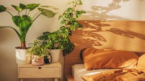 Indoor Goosefoot Plant: Benefits, Care & Setup for Modern Homes