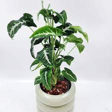 Indoor Goosefoot Plant: Benefits, Care & Setup for Modern Homes