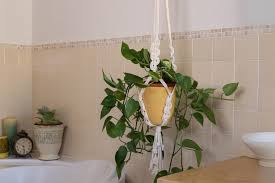 Indoor Goosefoot Plant: Benefits, Care & Setup for Modern Homes