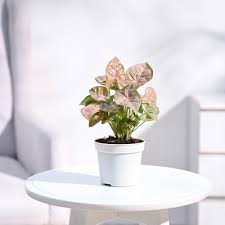 Indoor Goosefoot Plant: Benefits, Care & Setup for Modern Homes
