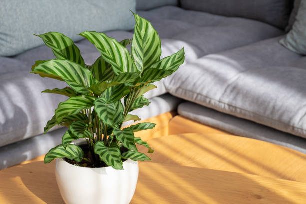 Bring Home the Beauty of the Zebra Plant – A Striking Indoor