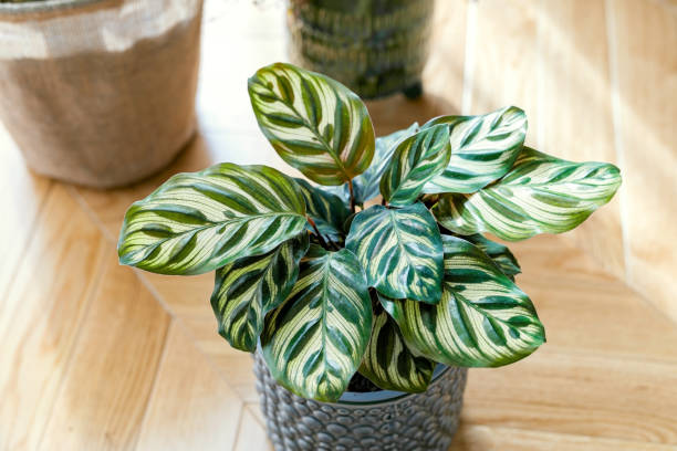 Bring Home the Beauty of the Zebra Plant – A Striking Indoor