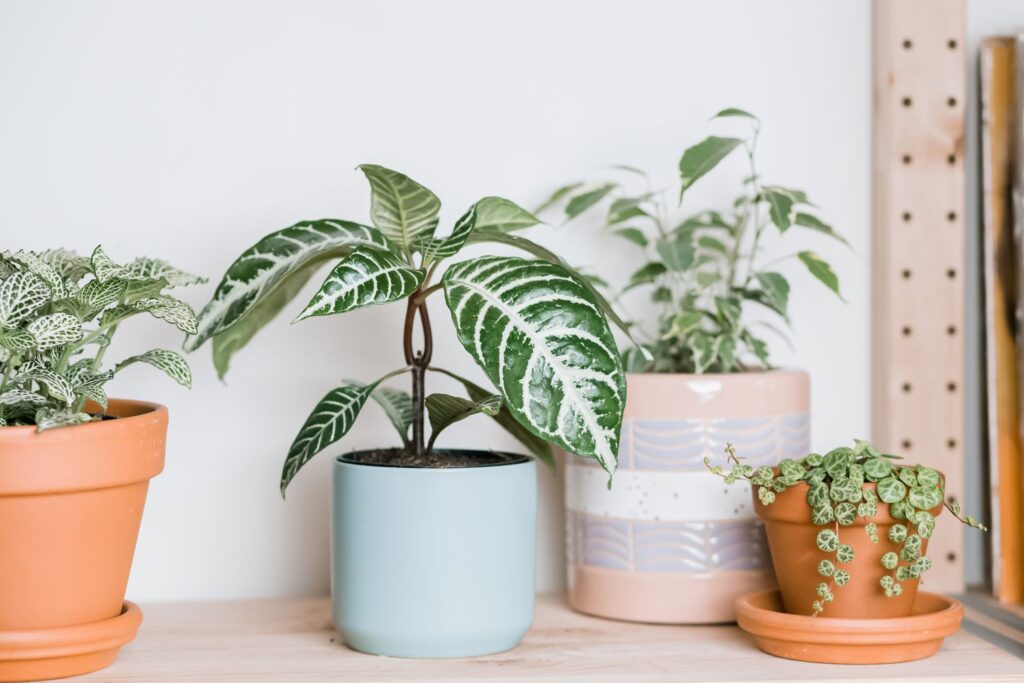 Bring Home the Beauty of the Zebra Plant – A Striking Indoor