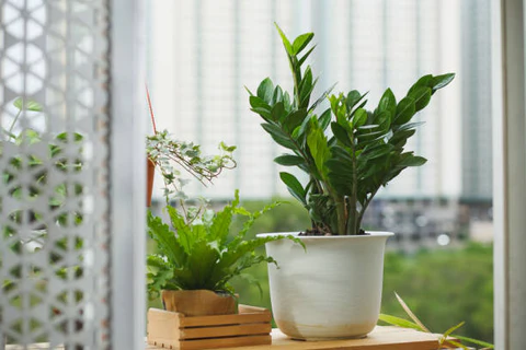 ZZ Plant Guide The Ultimate Low Maintenanc for Indoor Spaces